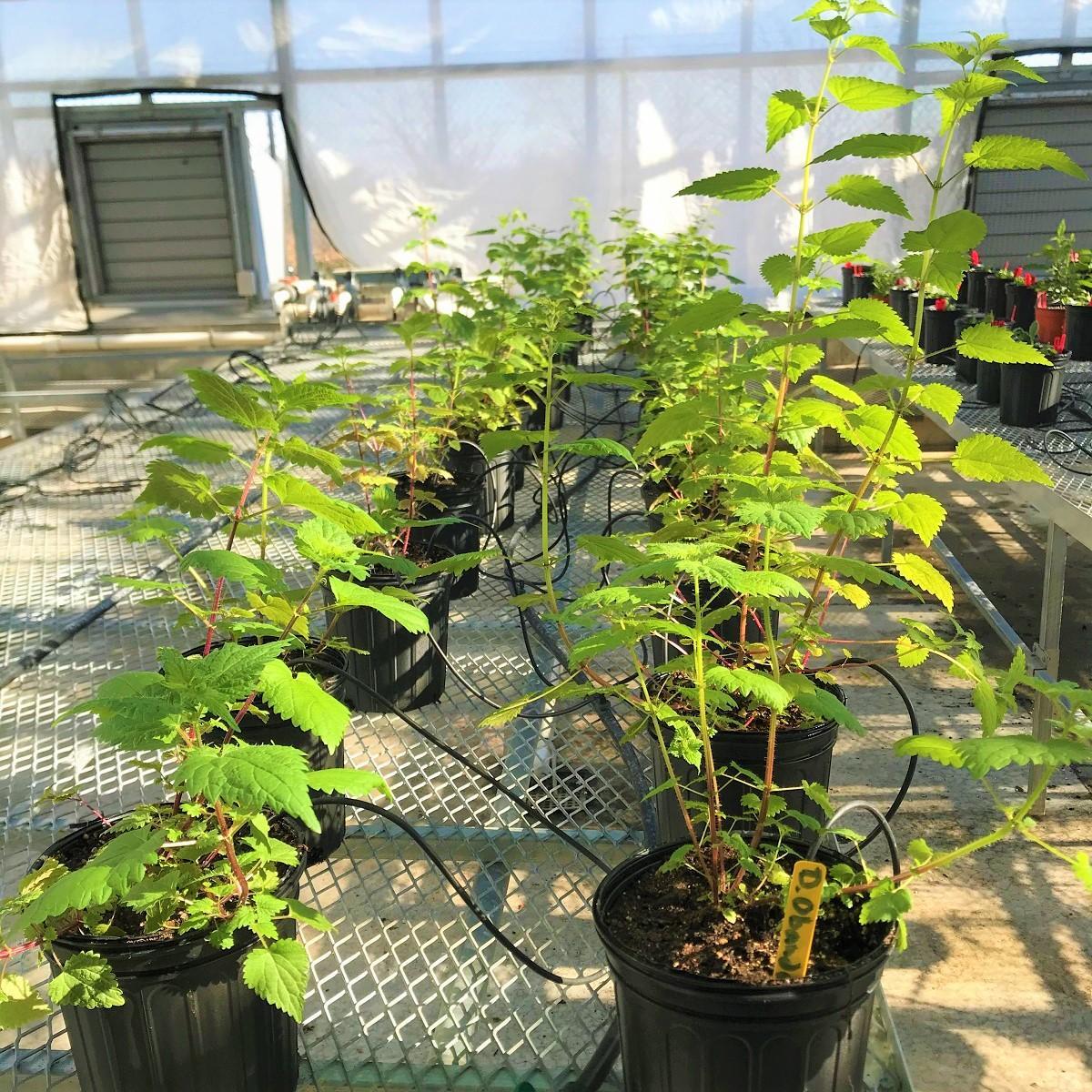 Mature nettle plants growing at the UMD Research Greenhouse Complex