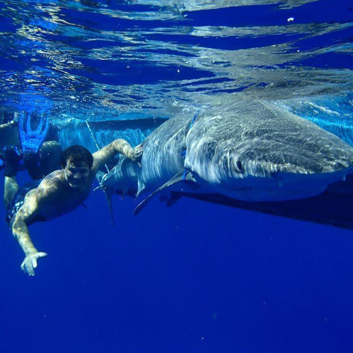 Fearless: Swimming with Sharks | Nutrition and Food Science
